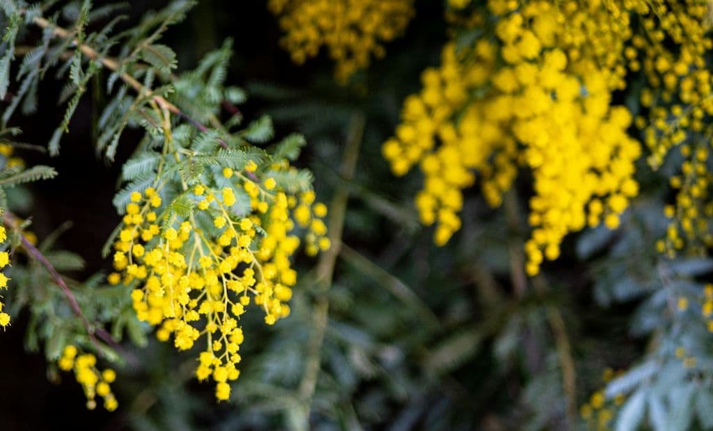 Mimosa Gaulois avec des fleurs