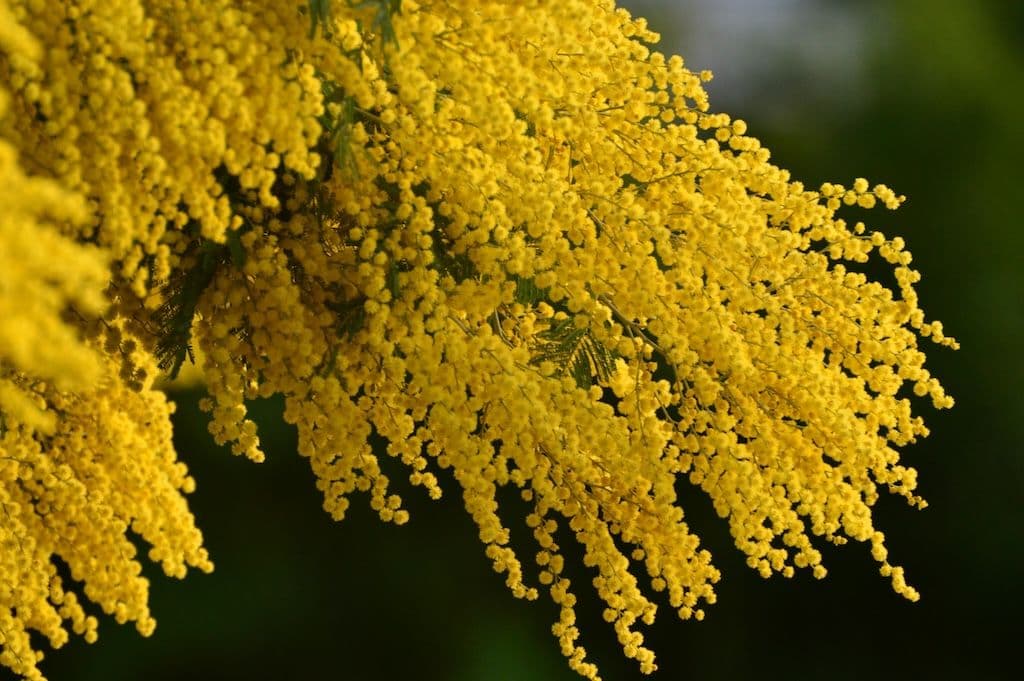 Mimosa Gaulois avec beaucoup de fleurs jaunes