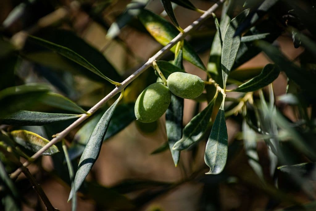 Olivier avec des olives