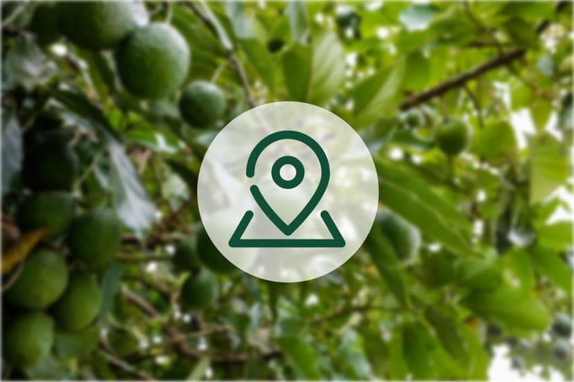 Pourquoi mon avocatier a les feuilles marrons