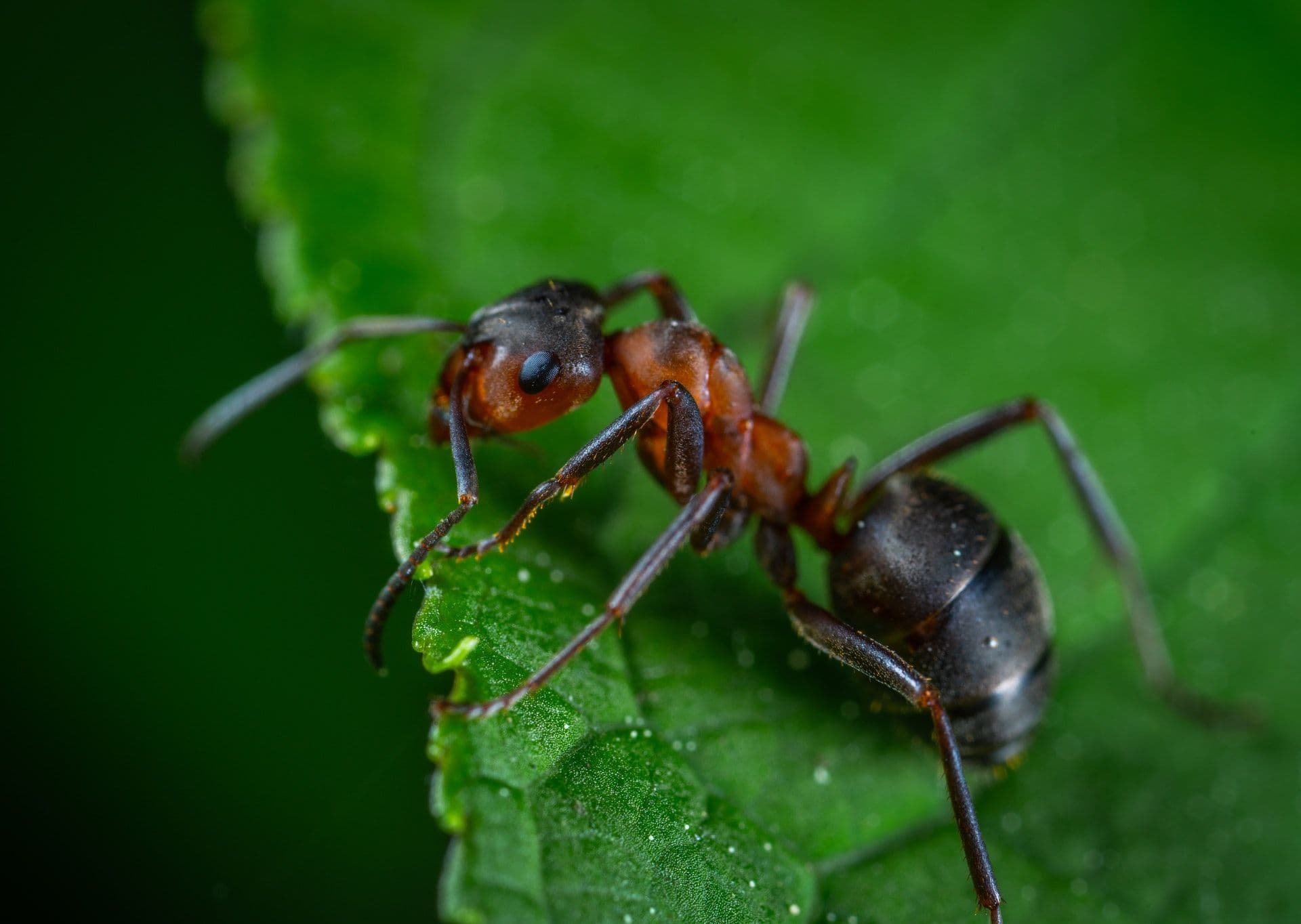 Les parasites de l'avocatier