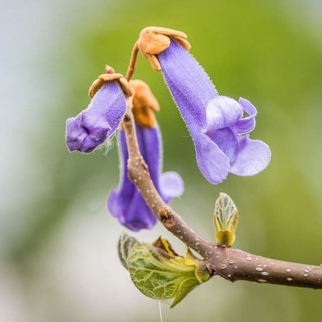 Trois fleurs de paulownia sur l'arbre