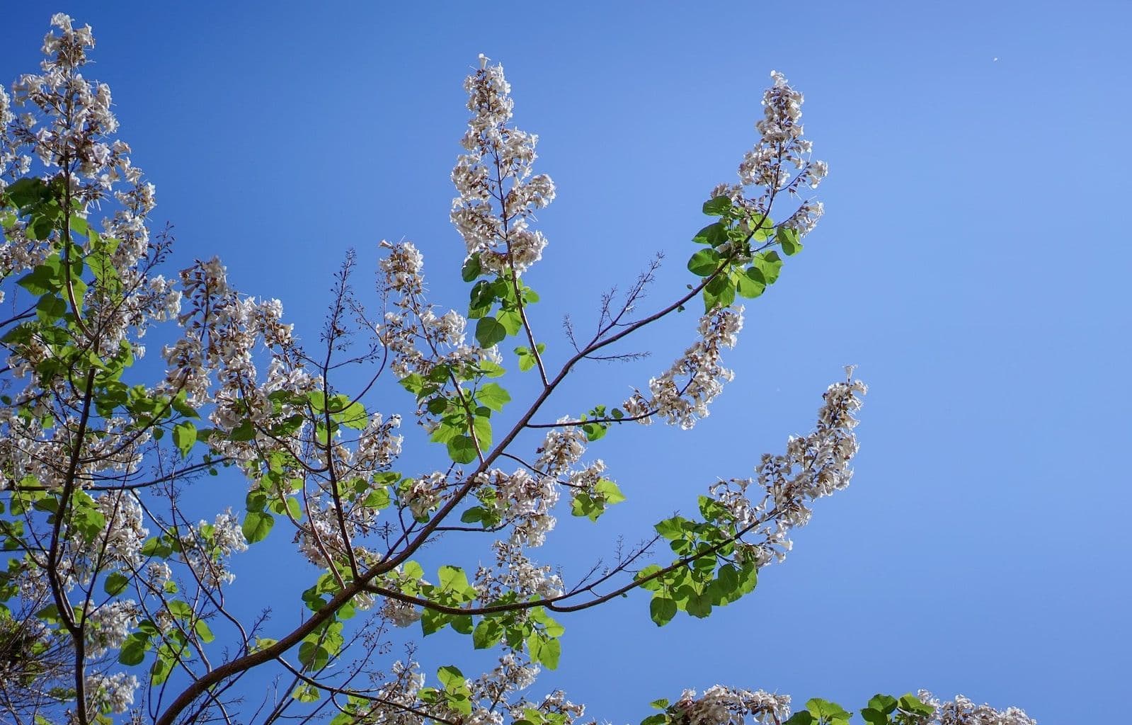 Paulownia