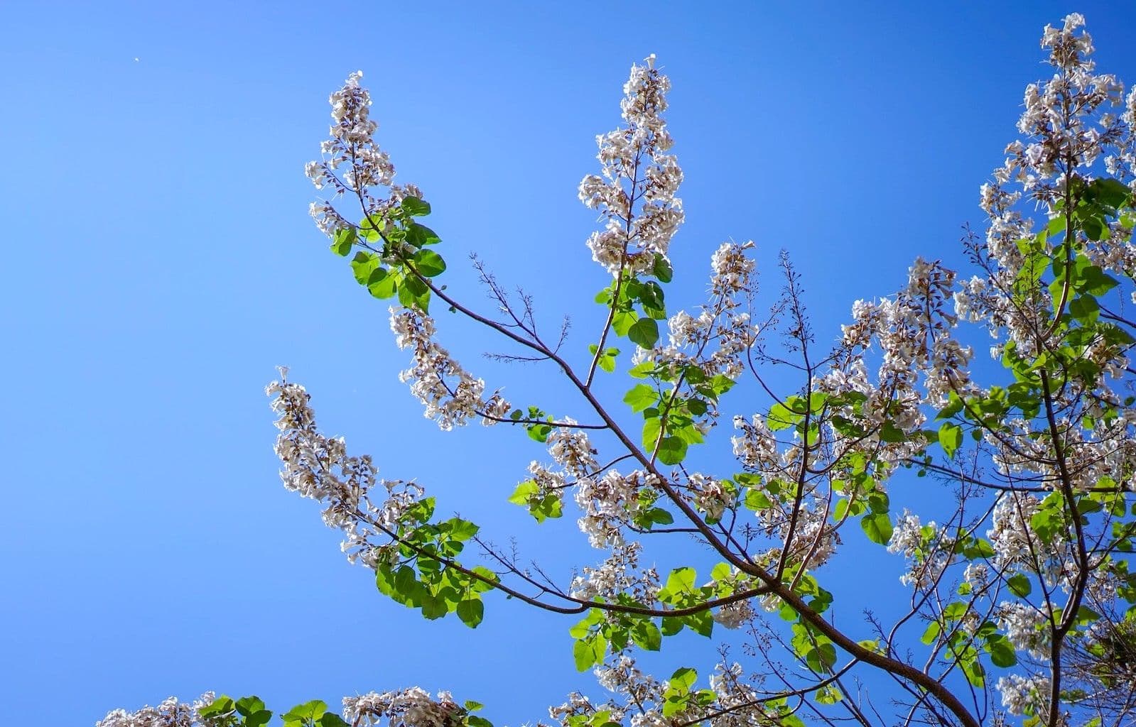 Paulownia