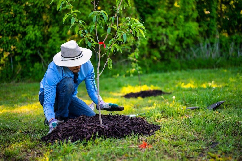 Une personne qui plante un arbre