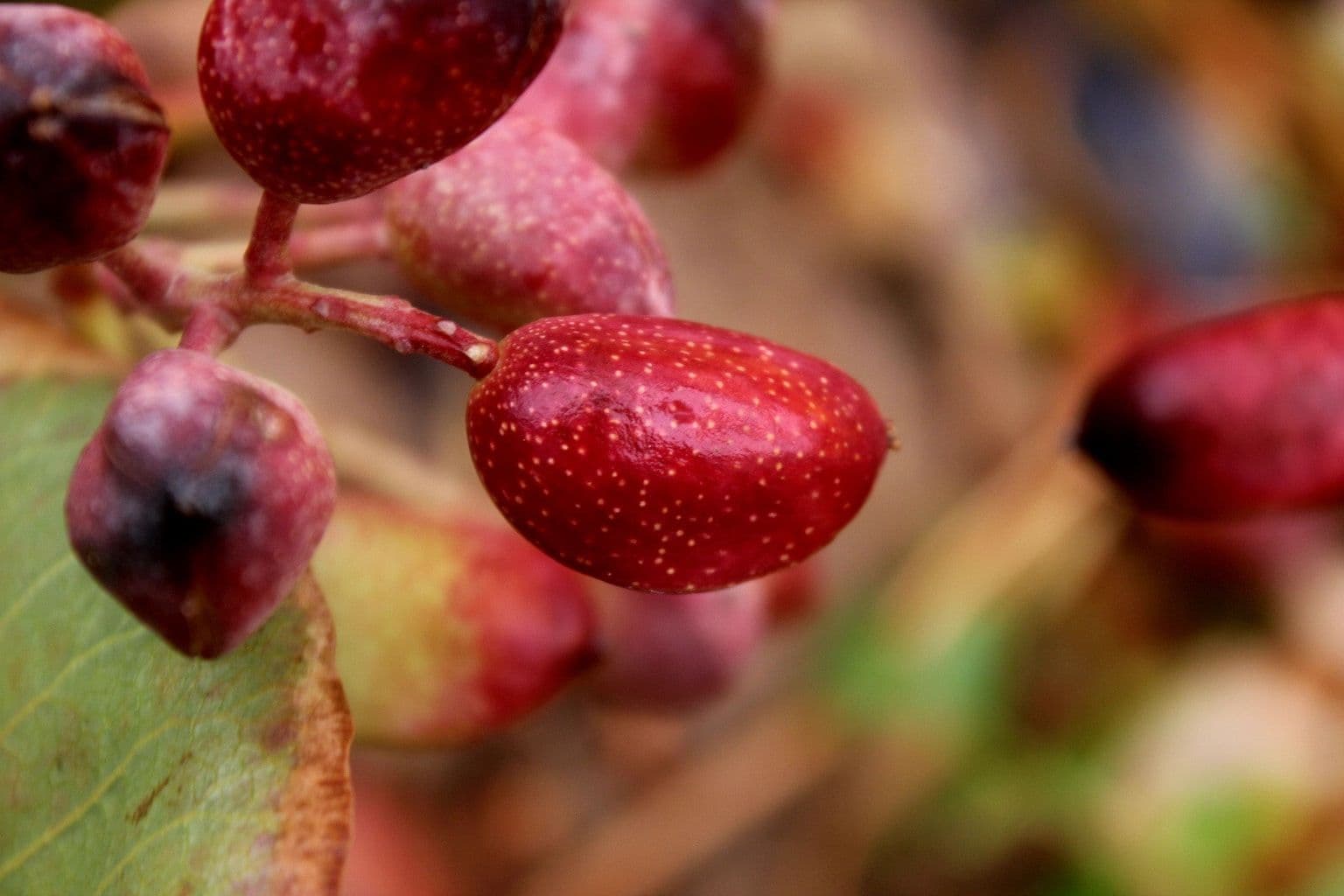 Pistachier