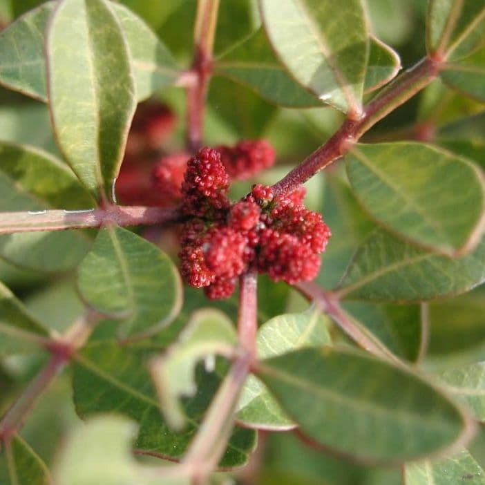 Pistachier Lentisque avec des fruits non comestibles