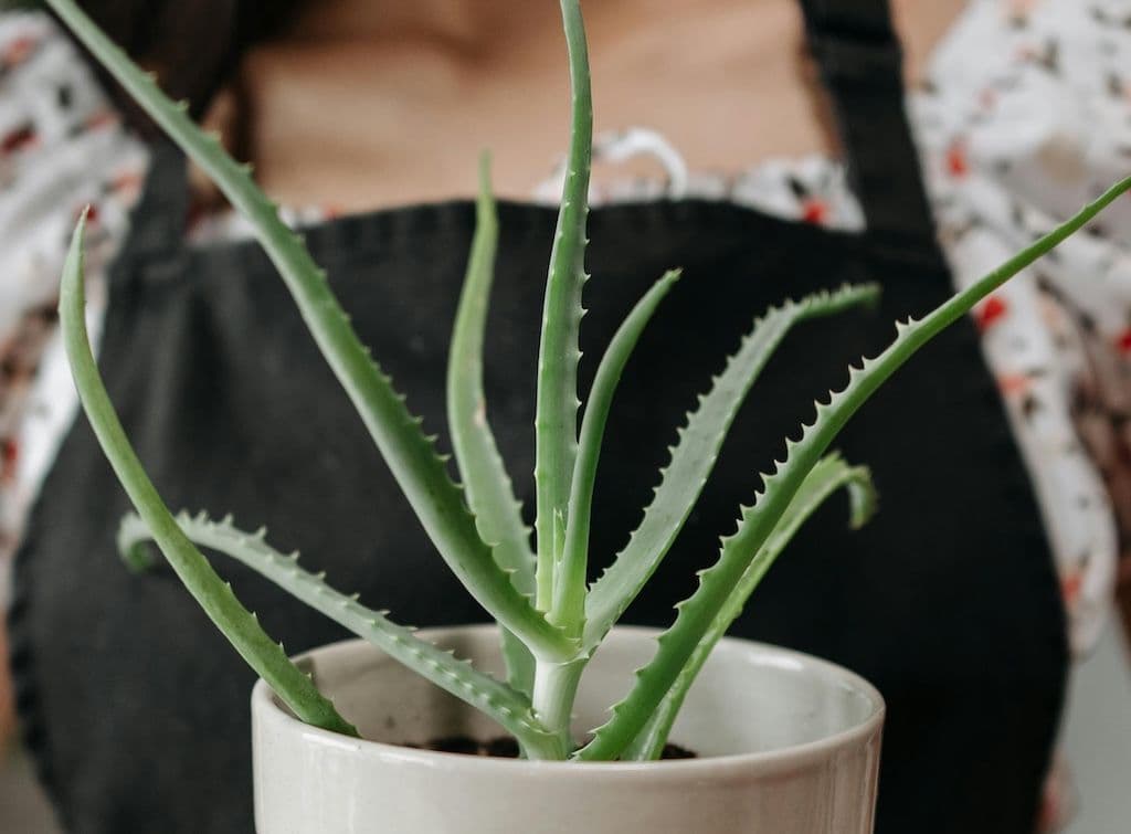 Plantation d'une aloe vera dans un pot blanc