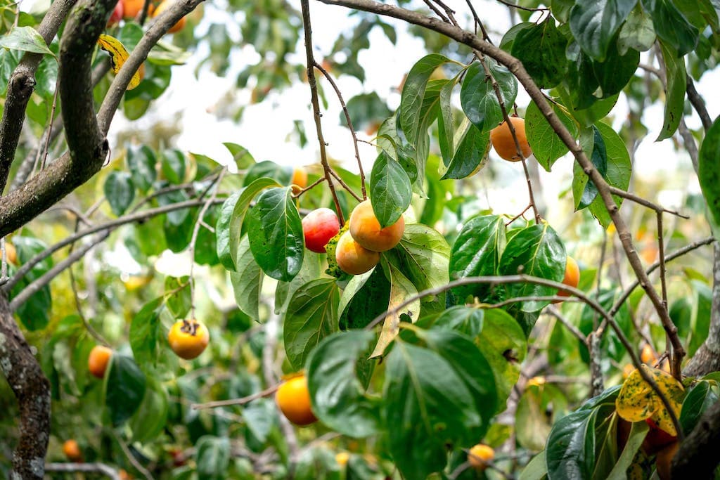 Plantation d'un plaqueminier