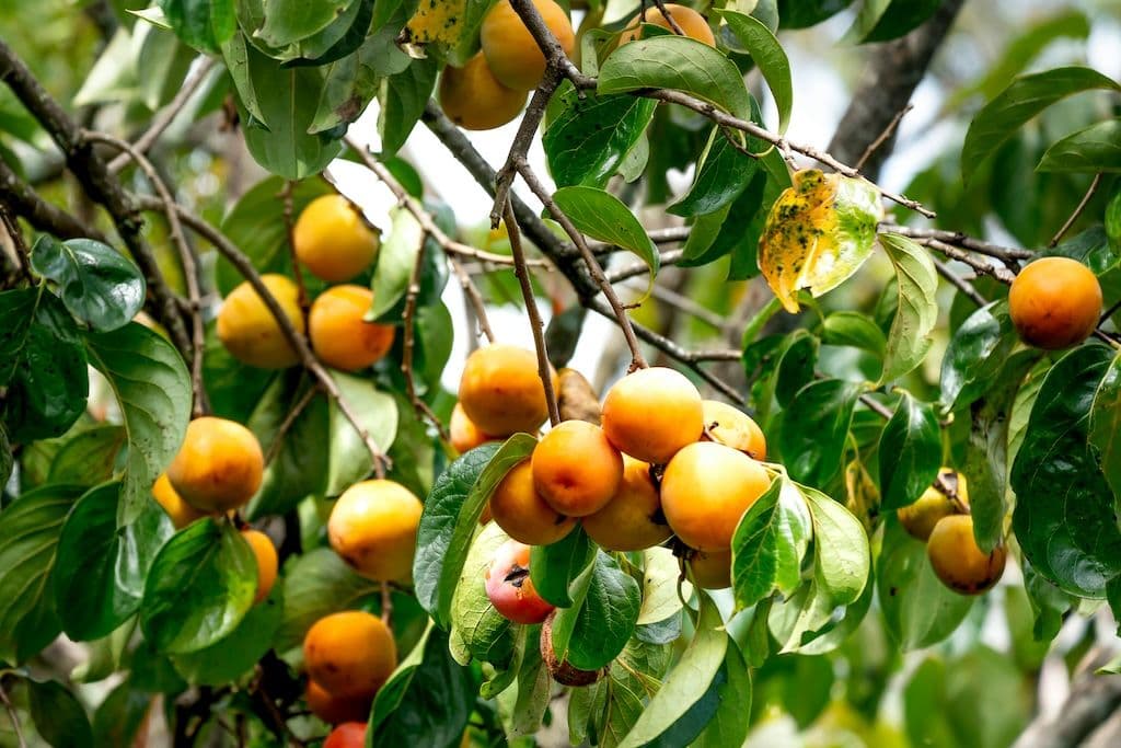 Plaqueminier avec beaucoup de fruits