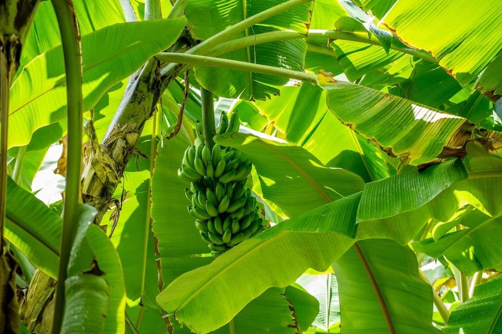 Plusieurs bananiers avec un régime de bananes