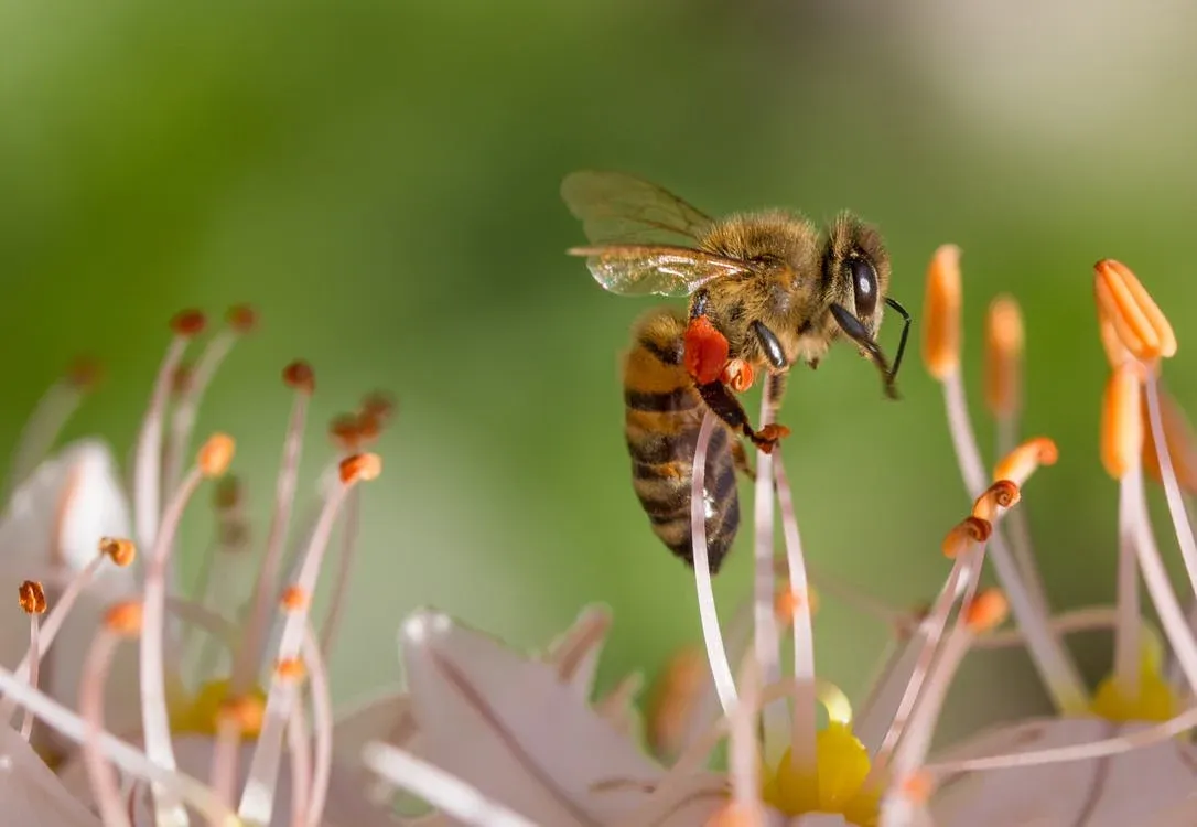 Polliniser un avocatier