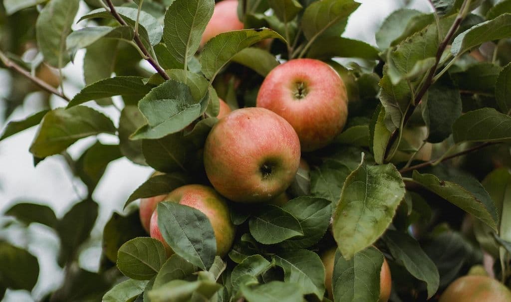 Pommier avec plusieurs pommes