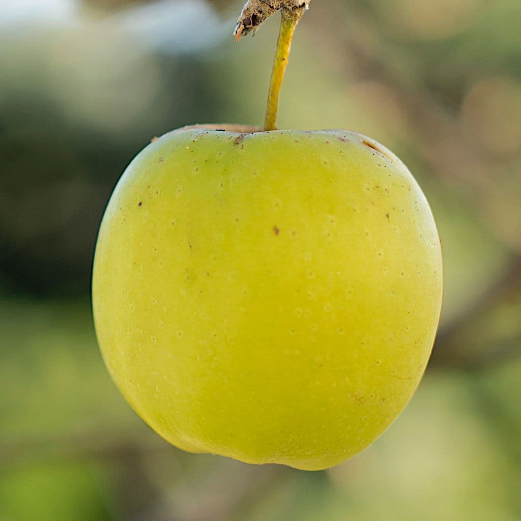 Une pomme Golden Delicious pendue à un pommier