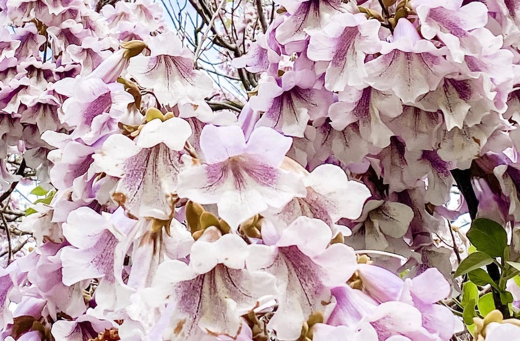 Paulownia en fleurs