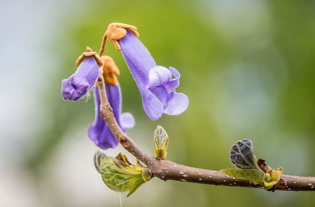 Fleur de Paulownia