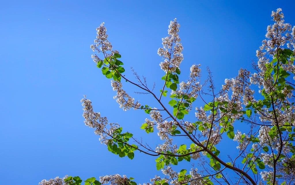 Paulownia et ciel