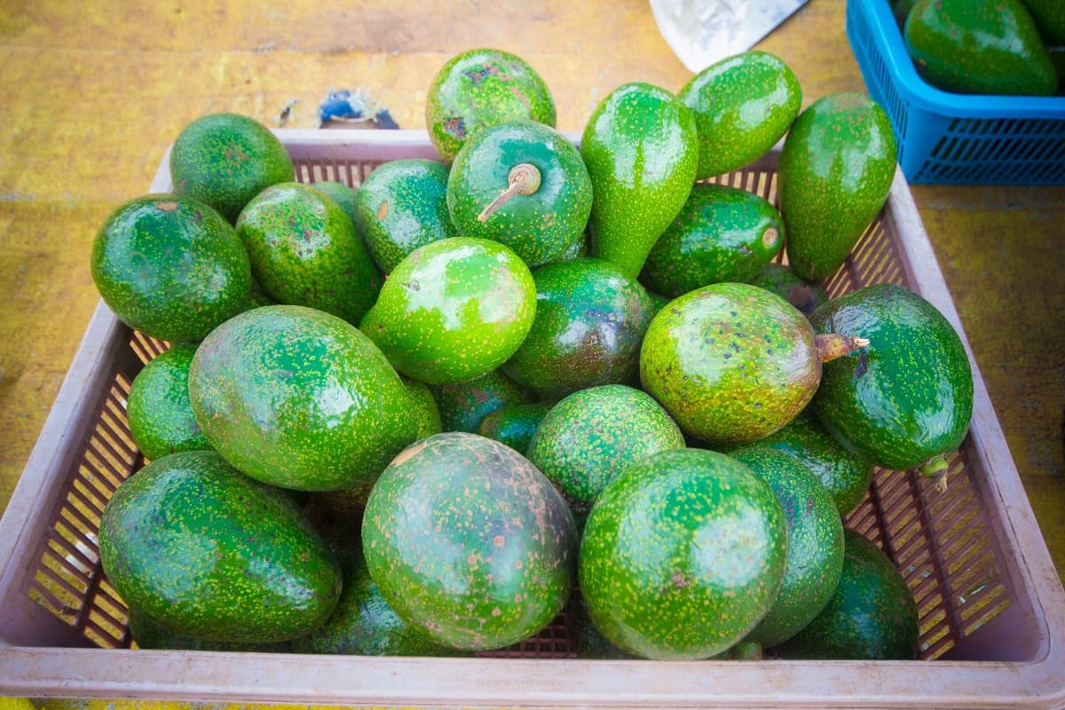 Pourquoi mon avocatier a les feuilles tombantes — free download