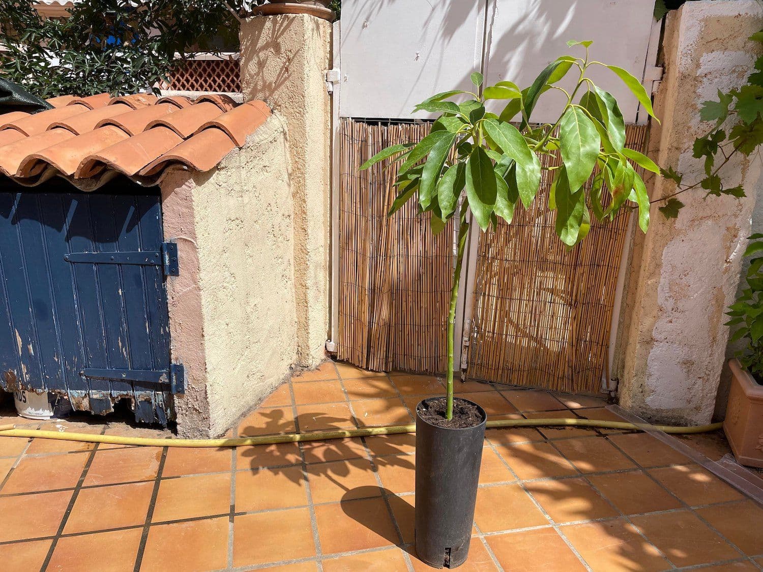 Pourquoi mon avocatier a les feuilles marrons