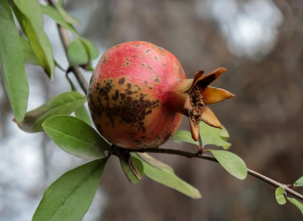 Une grenade sur un arbre grenadier