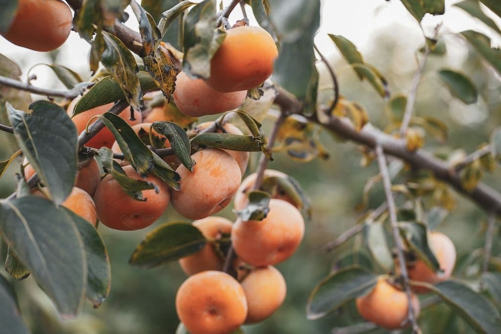 Un arbre à kaki (aussi nommé plaqueminier) avec de nombreux fruits