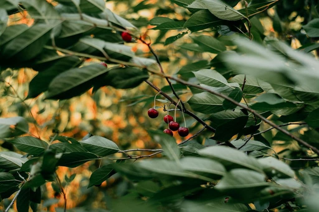 Variété de cerisier avec des fruits rouges