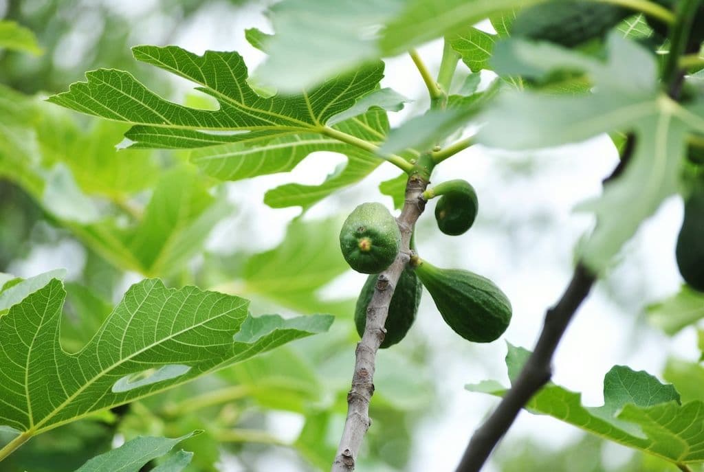 Variété de figuier à figues longues