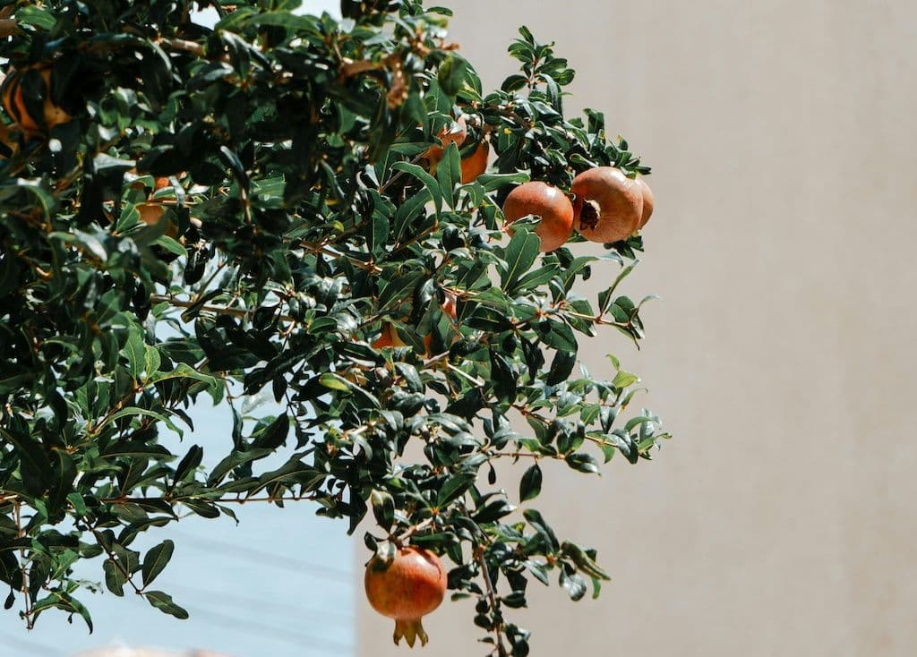 Une variété de grenadier fruitier