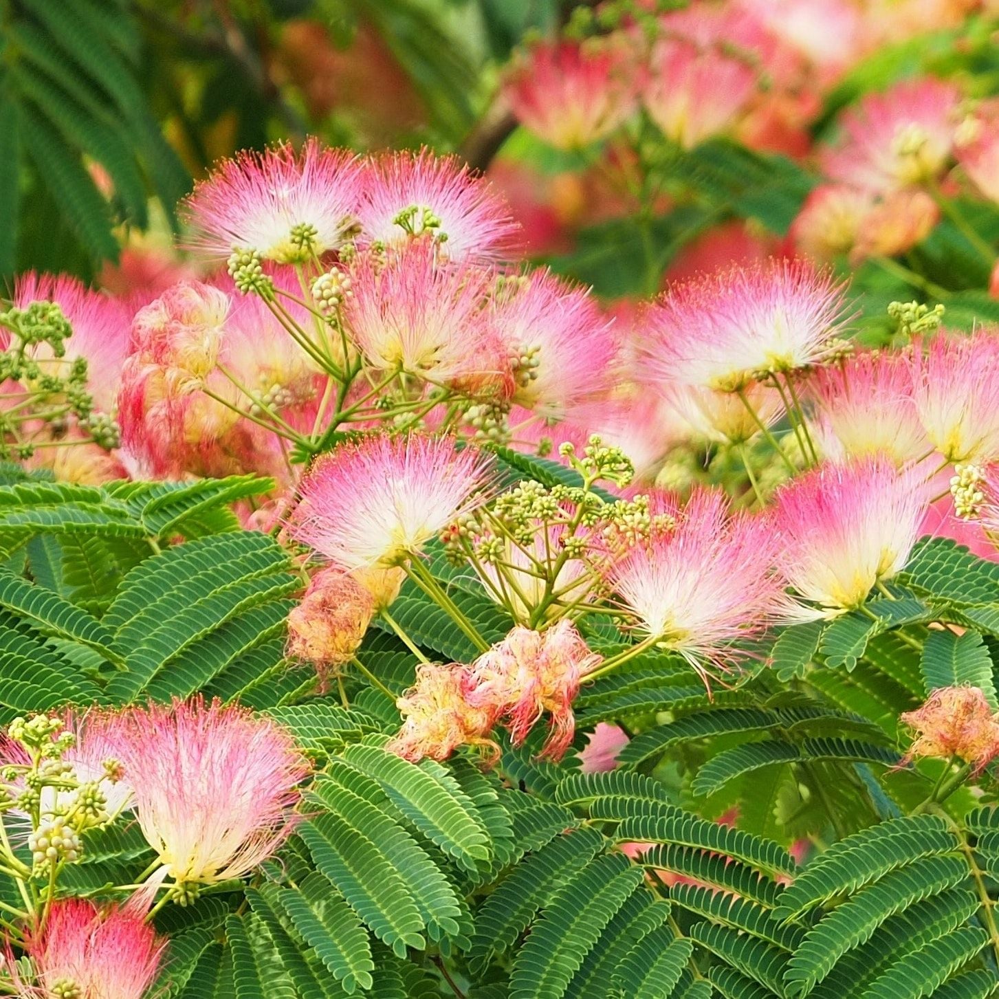 Albizia