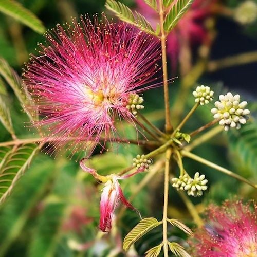 Albizia en Pot