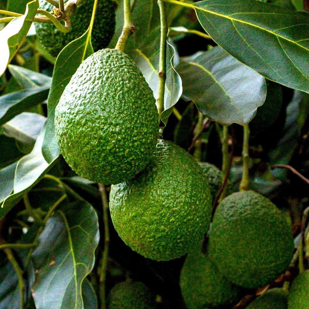 Avocats sur avocatier