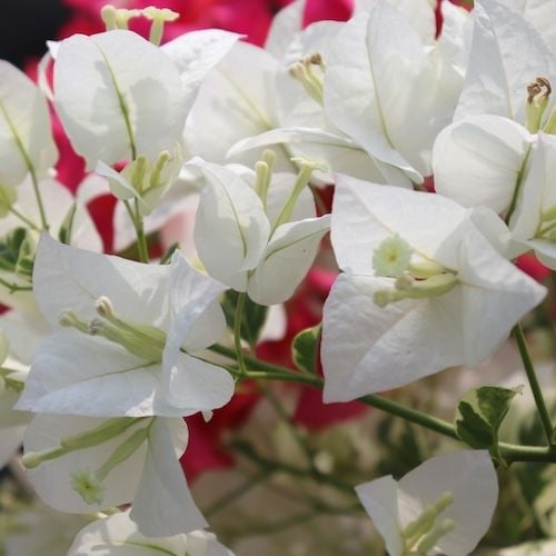 Bougainvillier Blanc