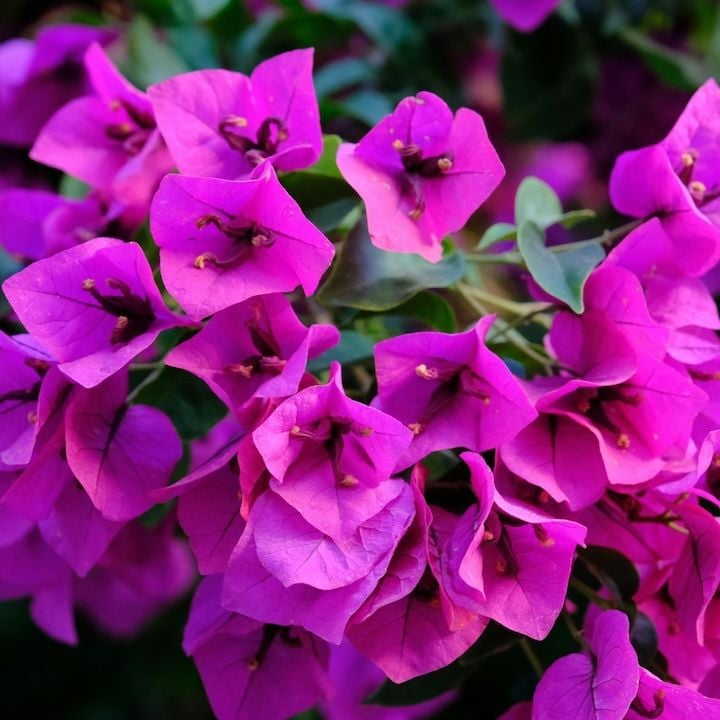 Bougainvillier de Mèze