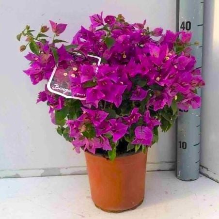 Bougainvillier en pot