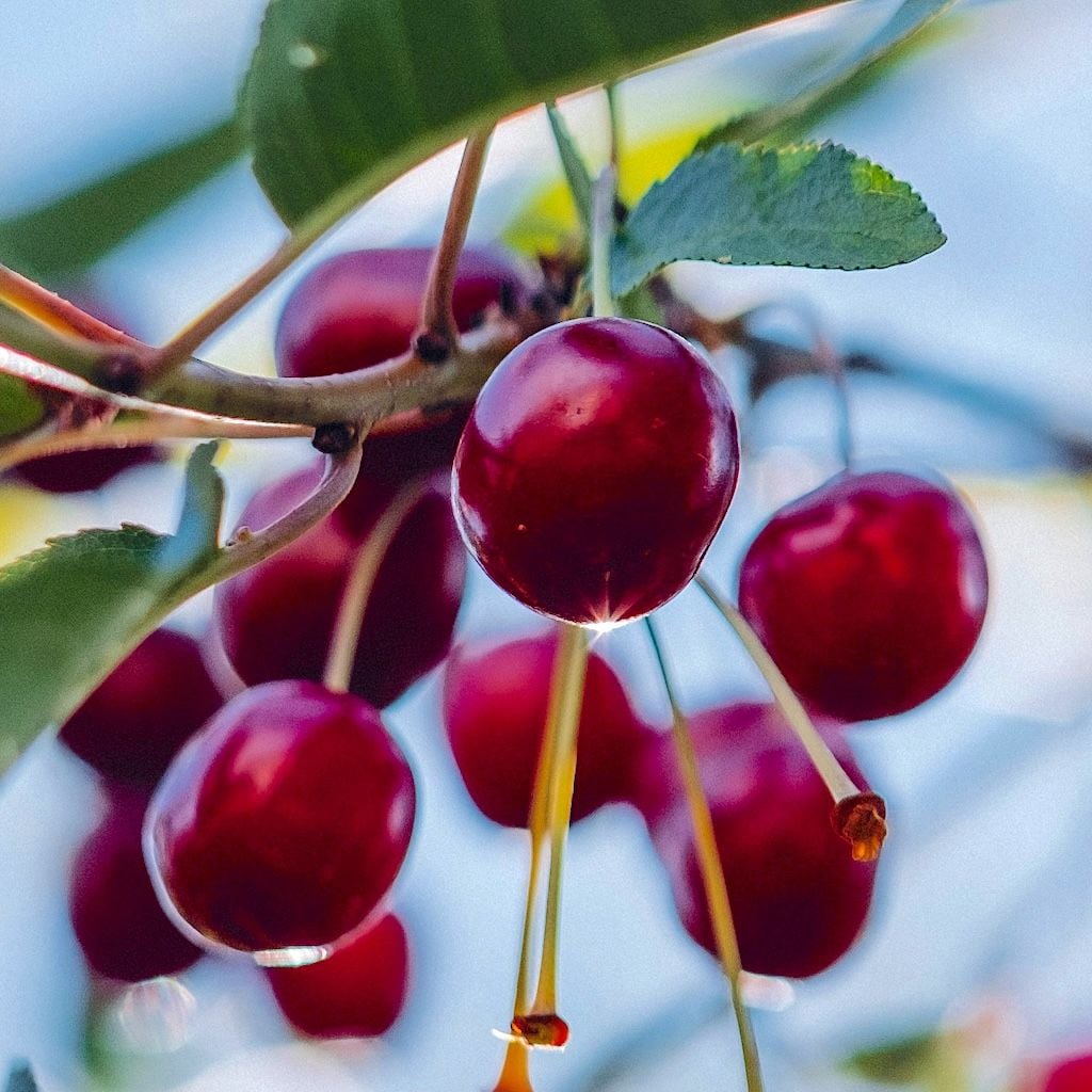 Cerisier Bigarreau Burlat avec des fruits