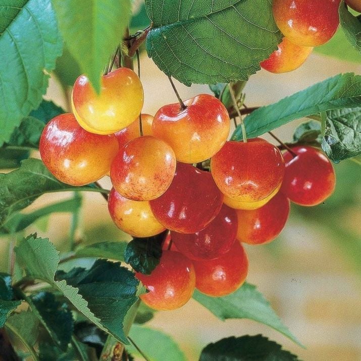 Cerisier Bigarreau Napoleon avec des fruits