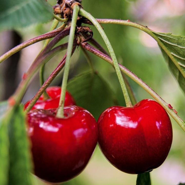 Cerisier Bigarreau Summit avec des cerises