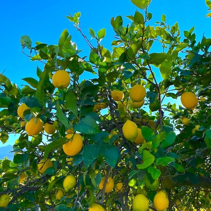 Citronnier adulte