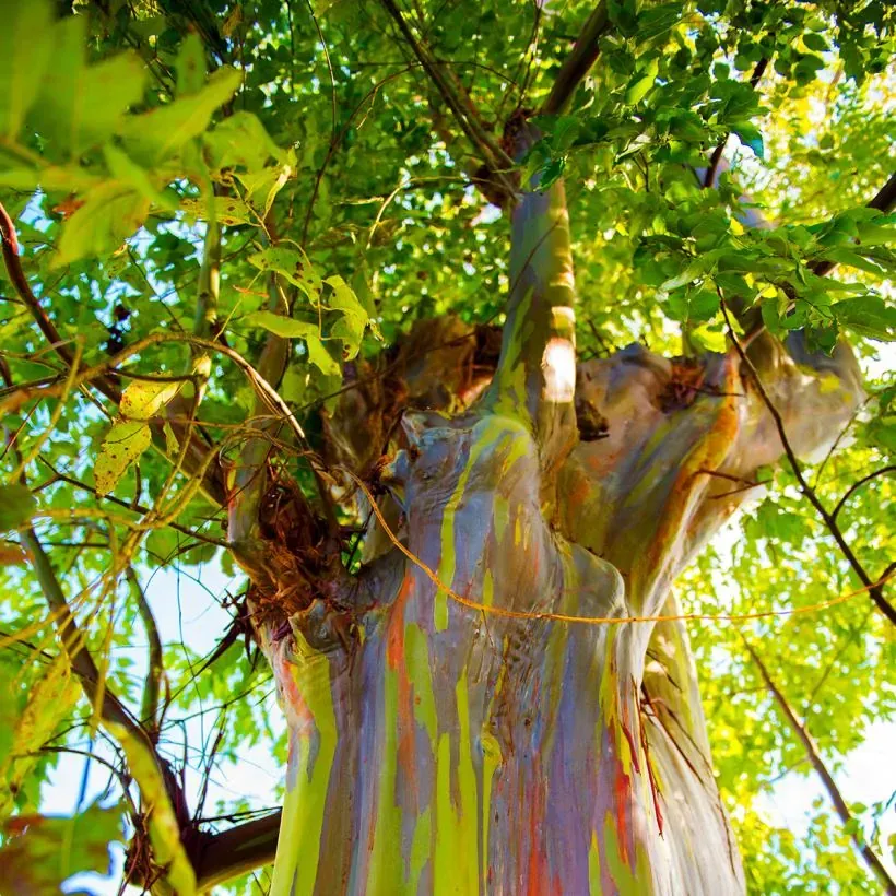 Eucalyptus Arc en ciel (variété Deglupta)