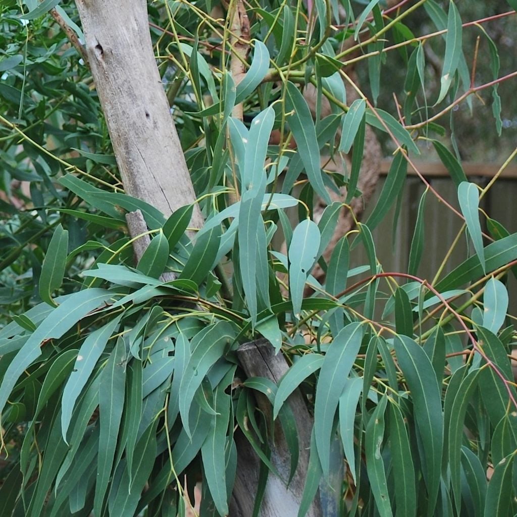 Eucalyptus Globulus