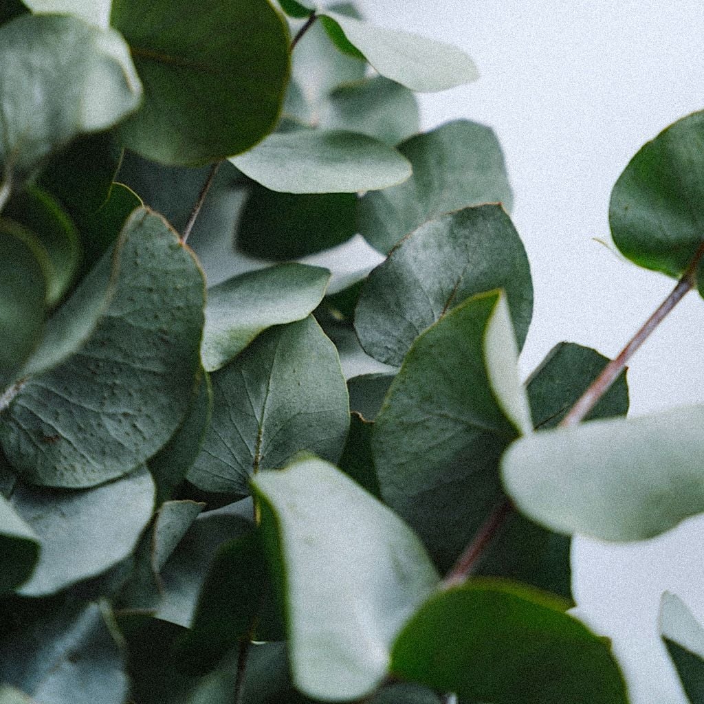 Eucalyptus gunni gommier