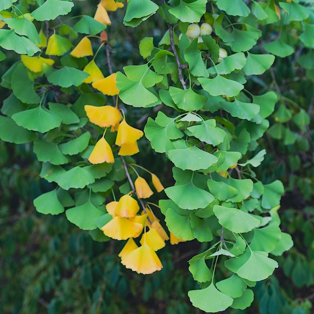 ginkgo biloba