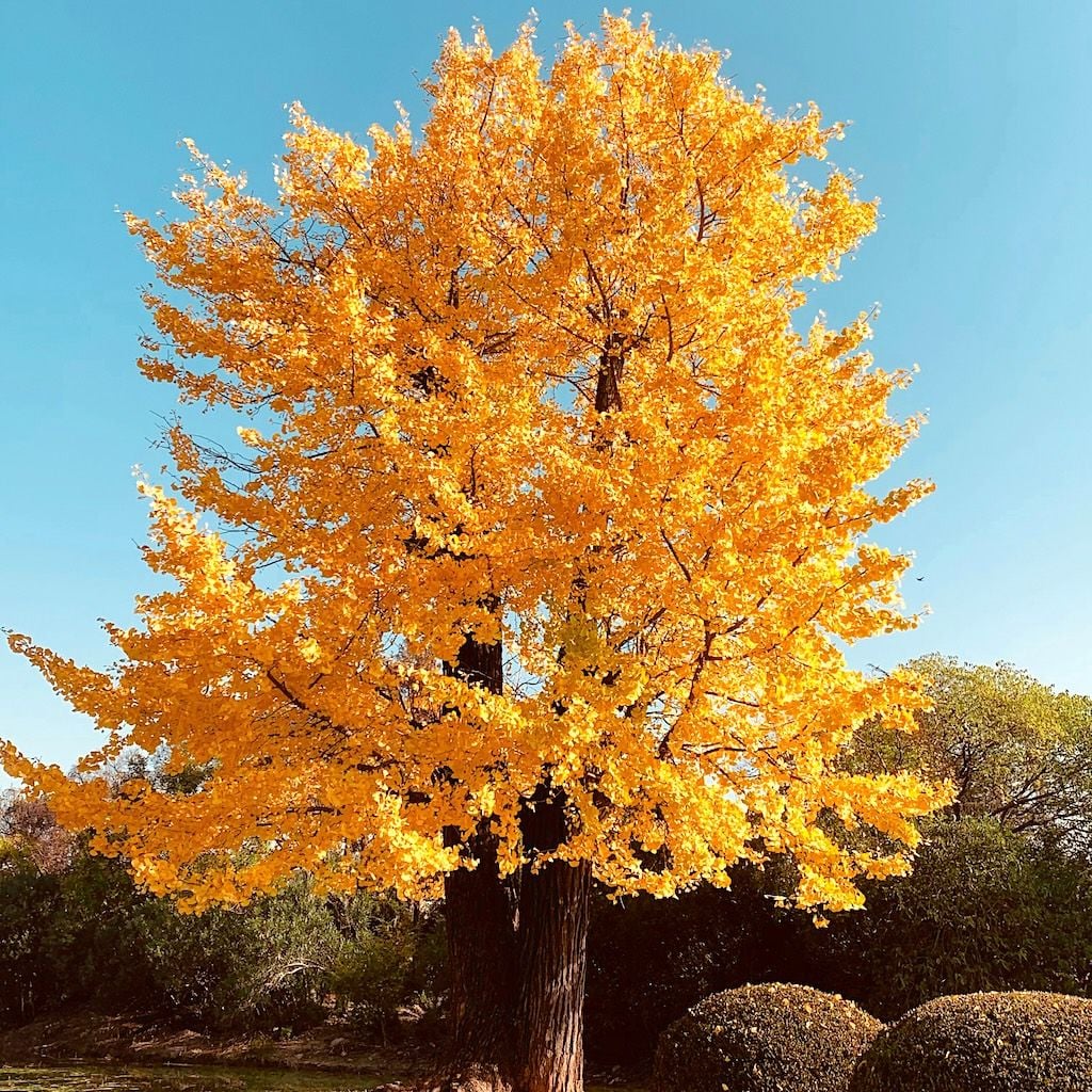 Ginkgo Biloba adulte planté en extérieur