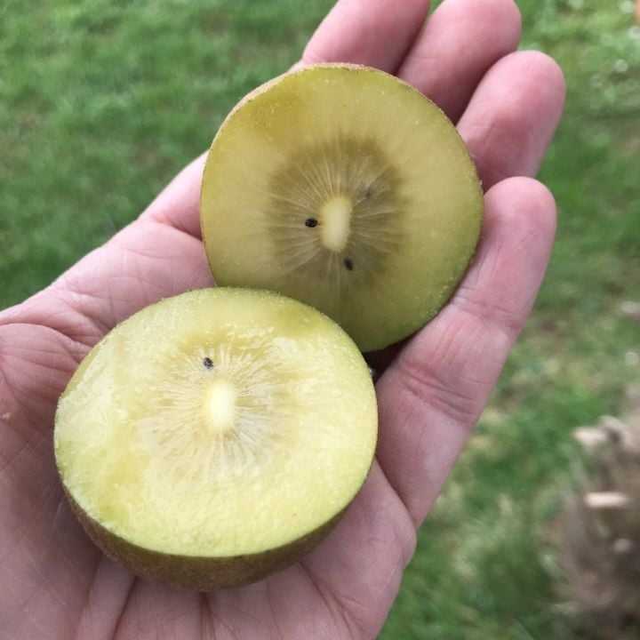 Kiwi Jaune dans une main