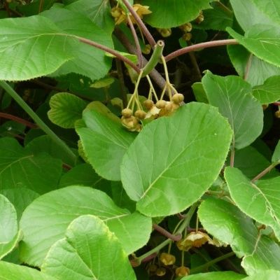 Kiwi mâle avec des fleurs