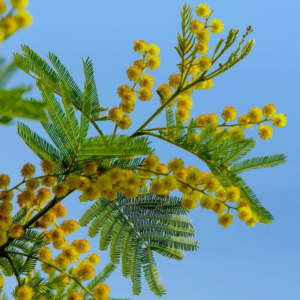 Mimosa d'Hiver