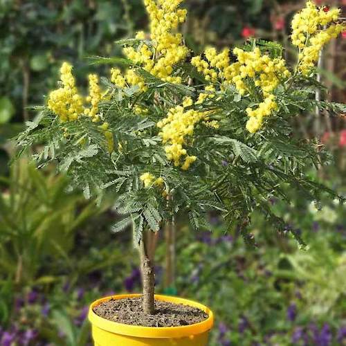 Mimosa en Pot