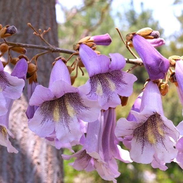 Paulownia Tomentosa