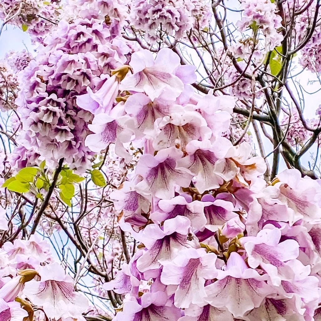 Paulownia en pot