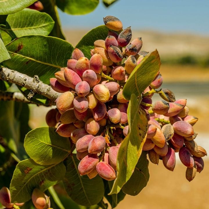 Pistachier vera kerman femelle avec une grosse grappe de pistaches